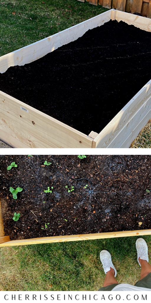 5 Easy Steps to Your First Backyard Garden