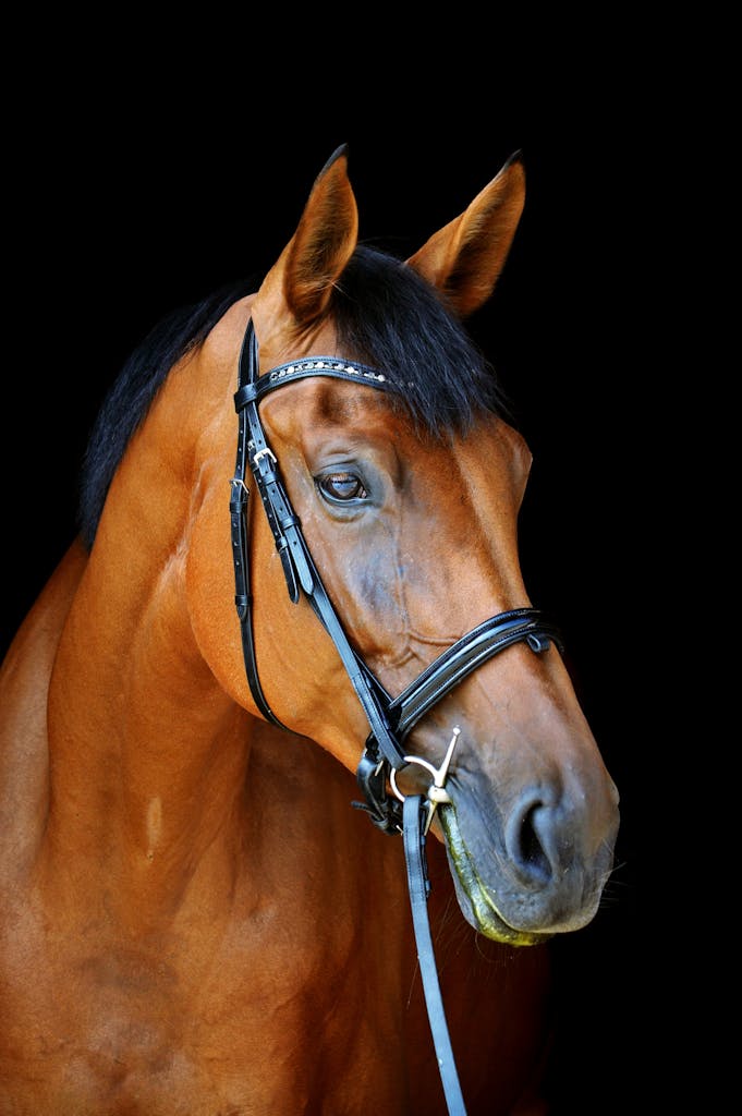 Elegant brown horse in profile with detailed black harness, set against a dark background.